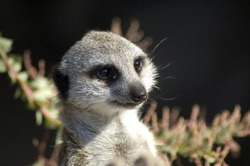 zoo_25 [800x600].jpg